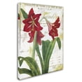 thumbnail image 2 of Trademark Fine Art "Peppermint Amaryllis" Canvas Art by Color Bakery, 2 of 3