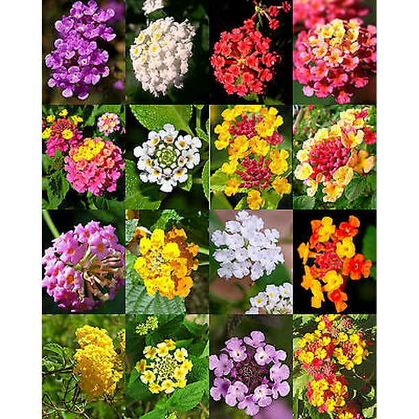 Lantana MIX Shrub Verbenas Butterfly Garden FLOWER Ham And Eggs seed