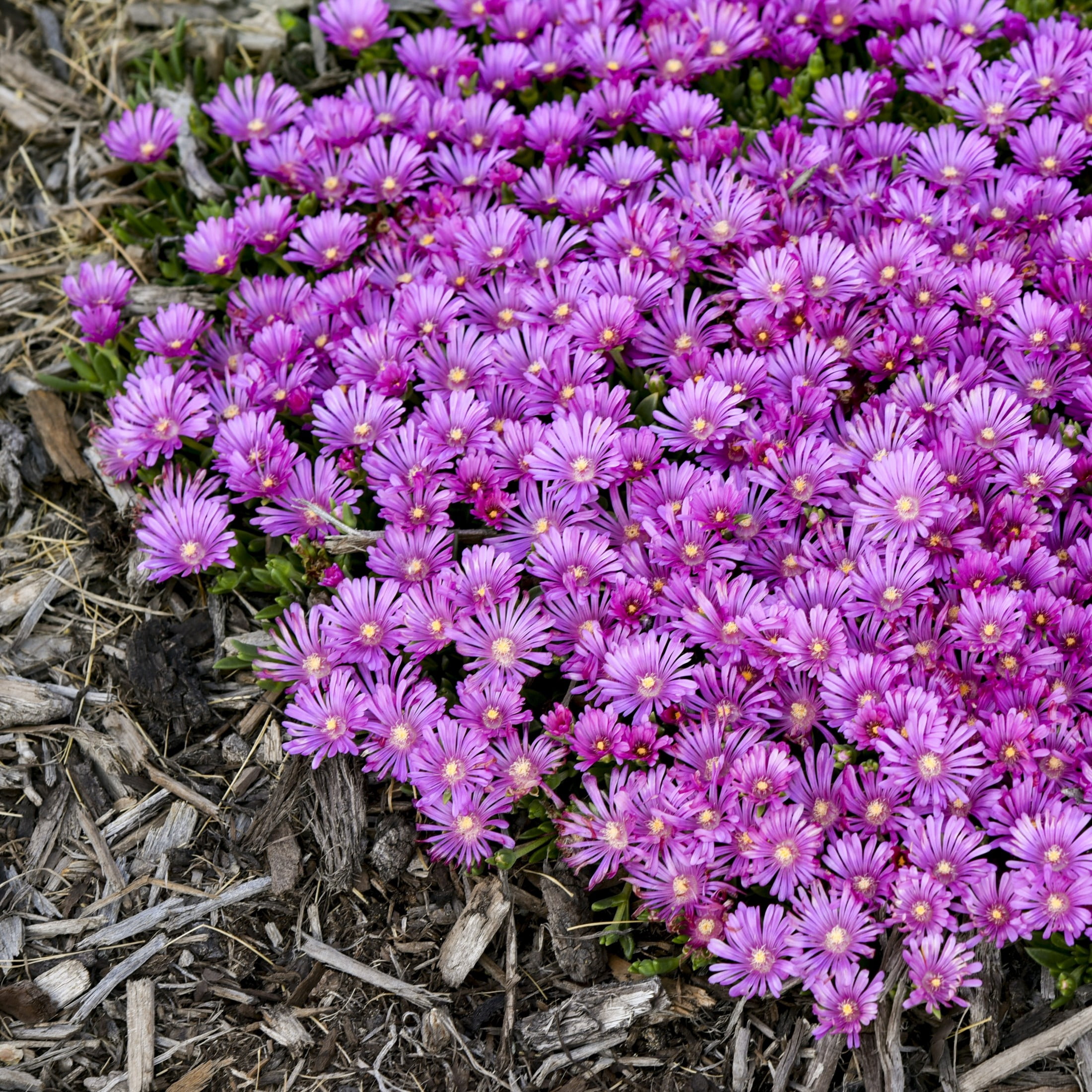 Proven Winners 6" Purple Kaleidoscope 'Orchid Flash' Hardy Ice Plant Live Plant in 6.5" Pot