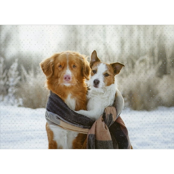 Northern Exposure Brown and White Dogs Wrapped in Scarf Photo Box of 12 Christmas Cards