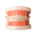 thumbnail image 2 of Modèle de Dentition Pratique Modèle de Démonstration Dentaire avec Brosse à Dents, 2 of 10