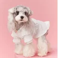 thumbnail image 3 of Ropa Para Perros Ropa De Verano, 3 of 7