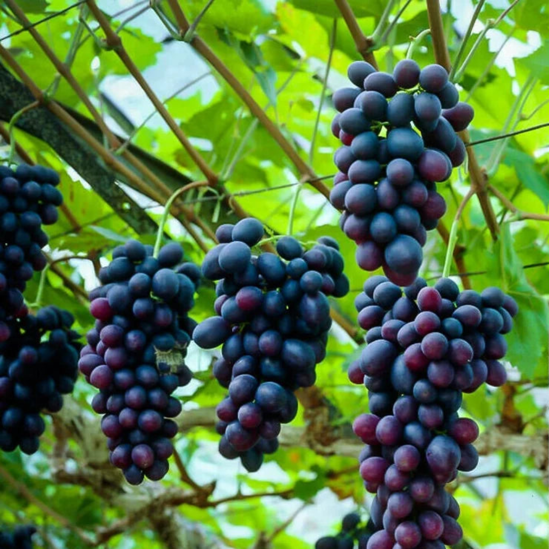 Alachua Muscadine Grape Vine Live Fruit Plant – 1 Gallon Potted Plant, Sweet Bronze Muscadine Grapes, Hardy Productive Grape Vine