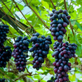 thumbnail image 3 of Alachua Muscadine Grape Vine Live Fruit Plant – 1 Gallon Potted Plant, Sweet Bronze Muscadine Grapes, Hardy Productive Grape Vine, 3 of 5