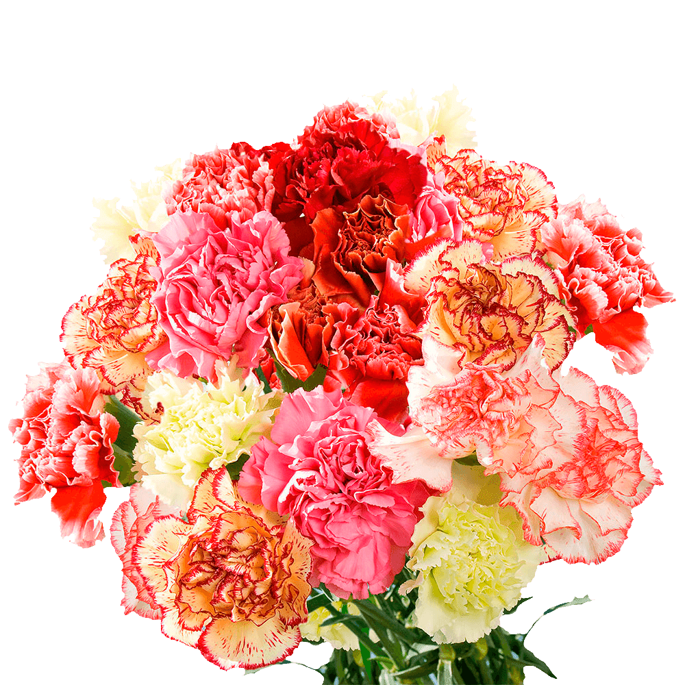 100 Stems of Novelty Carnations