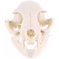 thumbnail image 1 of Resin Fortune cat Skull Skeleton Model Figurine Aquarium Fish Tank Landscape Decoration, 1 of 8