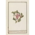 thumbnail image 2 of Jan Anton Garemyn 11x14 Gold Ornate Wood Frame and Double Matted Museum Art Print Titled - Hibiscus (Hibiscus Syriacus) (1790 - 1799), 2 of 4