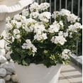 thumbnail image 6 of White Geranium Live Plant, 4–6 Inch Tall Flowering Plant in 4 Inch Pot, Easy Care Blooming Geranium for Patio, Garden, and Container Planting, 6 of 8