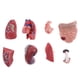 thumbnail image 5 of Kits Médicos 28 Cm Torso Con Vísceras Del Corazón Modelo De Laboratorio Sunnimix Estatua de vísceras humanas, 5 of 8