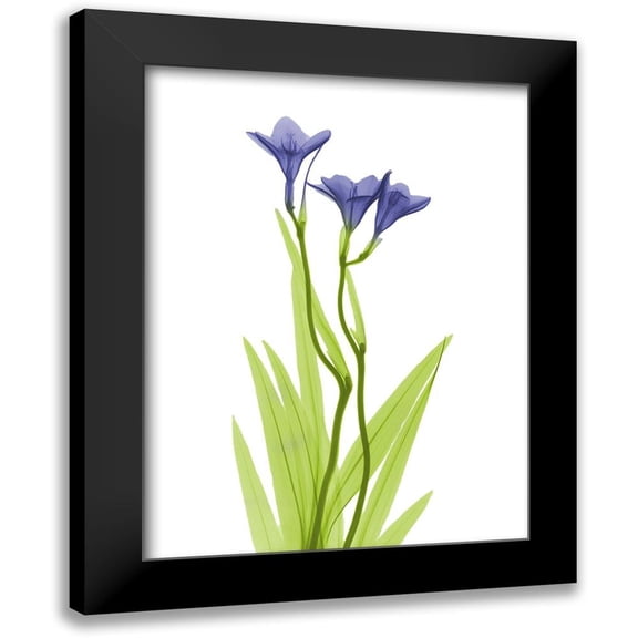 Koetsier, Albert 12x14 Black Modern Framed Museum Art Print Titled - Rowdy Freesia L220