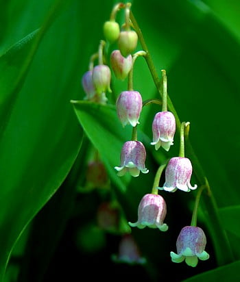 Pink Lily of The Valley Flower Seeds F1 Heirloom Rare Perennial Exotic  Flower
