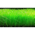 thumbnail image 3 of Dwarf Hairgrass (Eleocharis parvula) – Live Freshwater Aquarium Plant – Carpet Aquascaping, 3 of 4