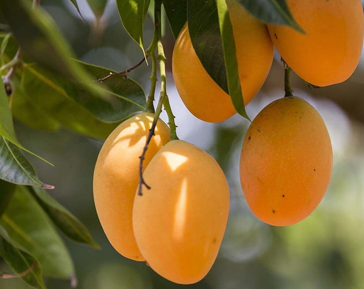 Dried Diced Mango, 10 Pounds — Kosher, Vegan — by Food to Live