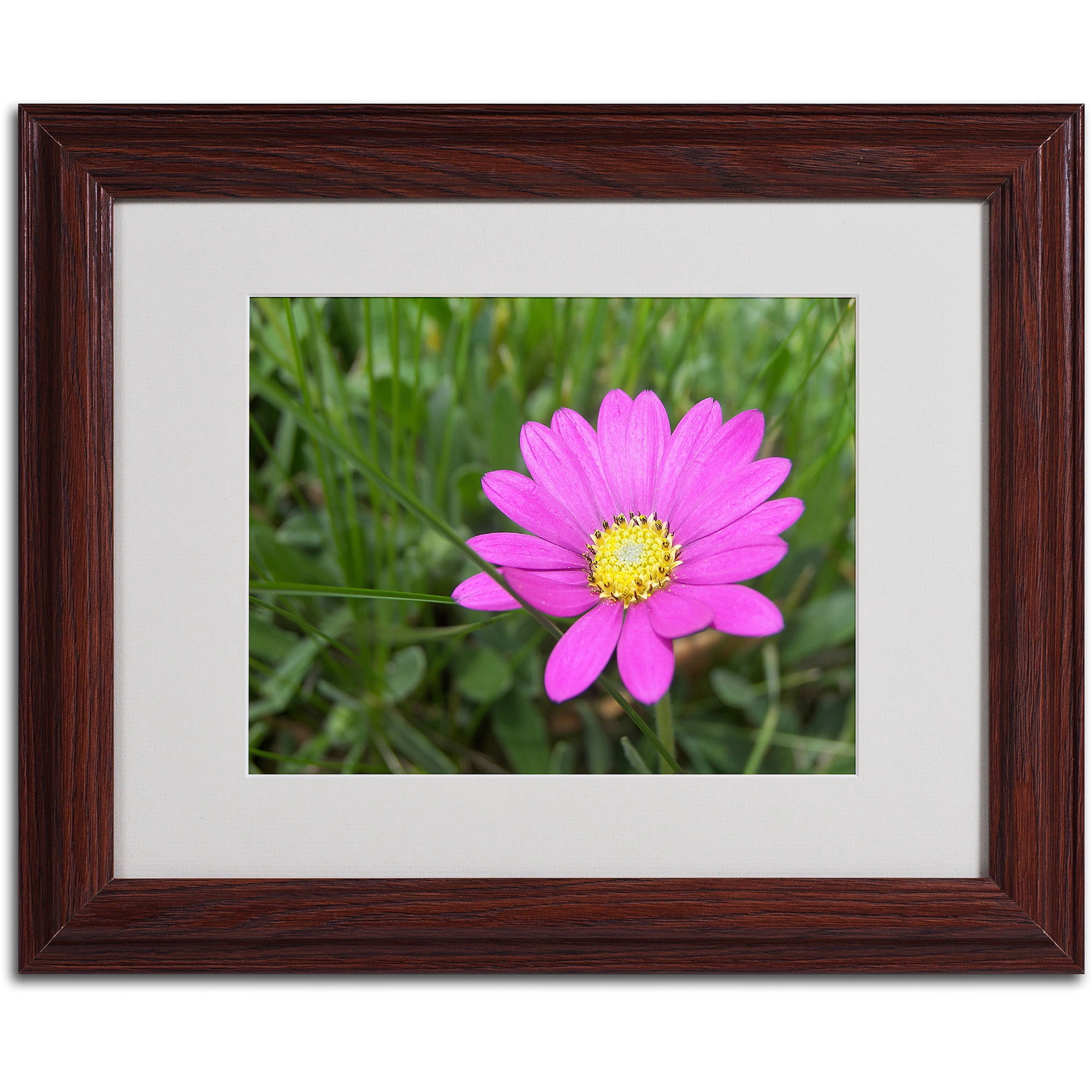 Trademark Fine Art "Alluring Vibrance" by Monica Fleet, Wood Frame