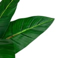 thumbnail image 6 of Northlight Artificial Bird of Paradise Plant in a Black Pot - 50", 6 of 9