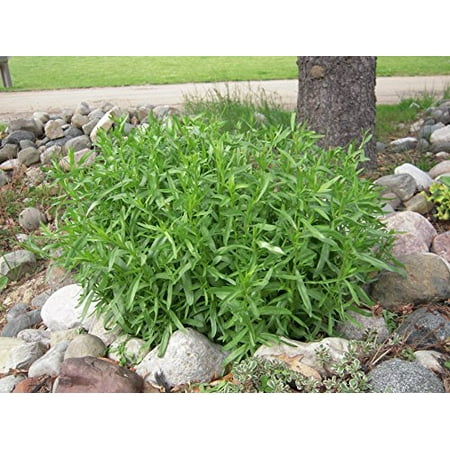 Tarragon Herb - French Tarragon Herb Plants - Non GMO - Two (2) Live Plants - Not Seeds -Each 3
