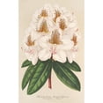 thumbnail image 2 of Charles Antoine Lemaire 11x14 Black Ornate Wood Framed Double Matted Museum Art Print Titled: Rhododendrum Minnie (1854-1896), 2 of 5