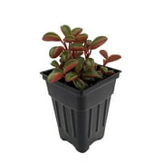 Ruby Glow Peperomia Plant - Peperomia graveolens - 2.5" Pot - Easy to Grow!