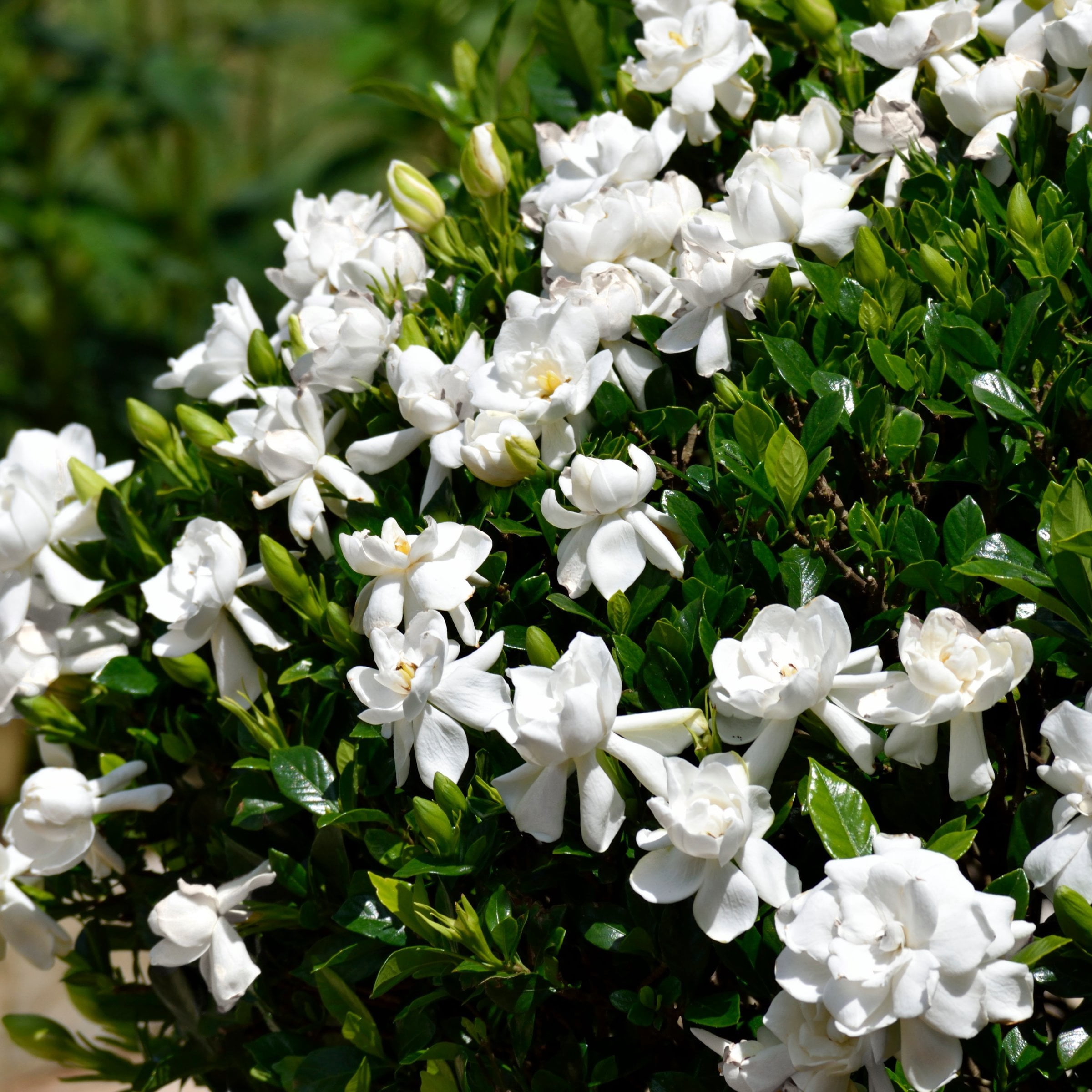 National Plant Network 4 in. Gardenia Frostproof (32-Pack)