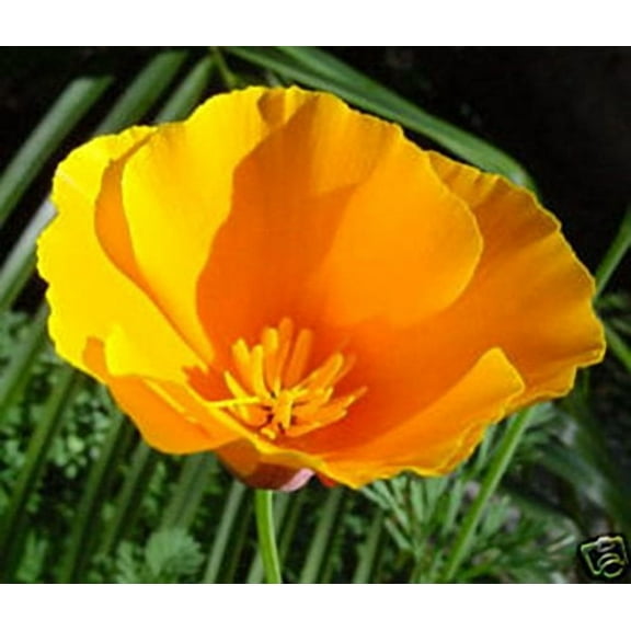 Poppy California Orange Nice Garden Flower by Seed Kingdom Bulk 5 Lb Seeds