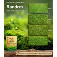 thumbnail image 2 of Live Moss, paquete de 4 unidades, auténtico musgo mixto para terrarios, de LUCKYRUNES, 2 of 9