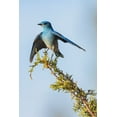 thumbnail image 2 of Archer, Ken 23x32 White Modern Wood Framed Museum Art Print Titled - Mountain bluebird, 2 of 4