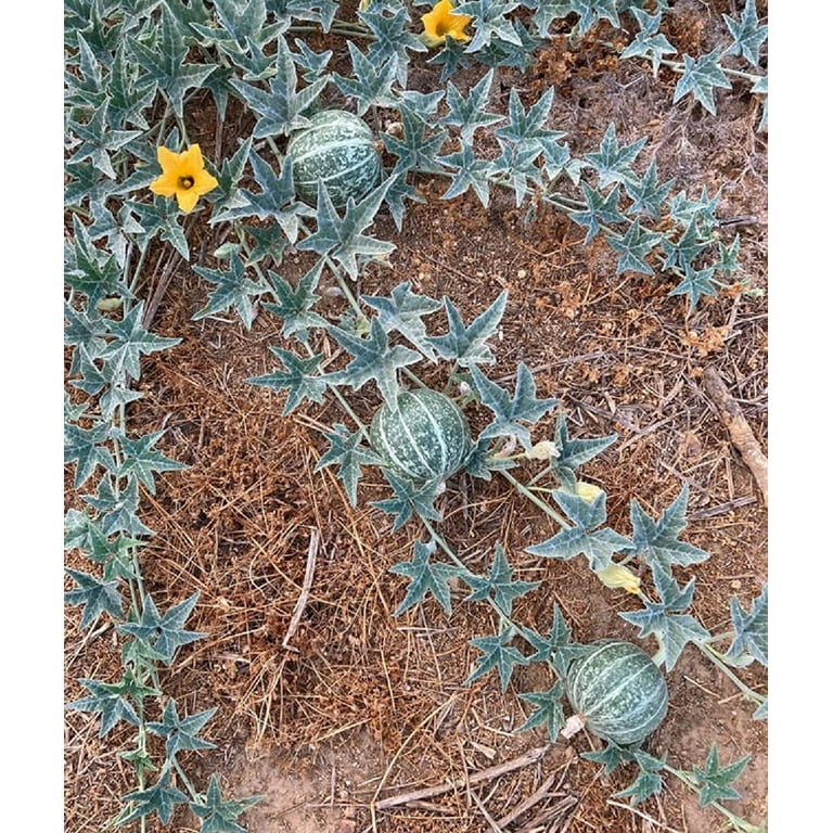 Coyote Melon Seeds (10 Seeds) - Bright Striped Melon, Compact Vines - 60-70  Days Till Ripe - Grows in Shade or Full Sun - Fruit Not Edible - Walmart.com