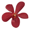 thumbnail image 4 of 70 Red Salaya Mokara Orchid Flowers- Beautiful Fresh Cut Flowers- Express Delivery, 4 of 4