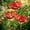 Red, variant on Metal Flower Garden Stake Bird Bath Set (3 PCS) – Outdoor Bee Bath & Pollinator Water Station, Decorative Flower Bird Feeder for Yard, Lawn & Garden Red