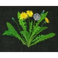 thumbnail image 2 of Wang, Melissa 14x12 Gold Ornate Wood Framed with Double Matting Museum Art Print Titled - Wild Dandelion II, 2 of 4