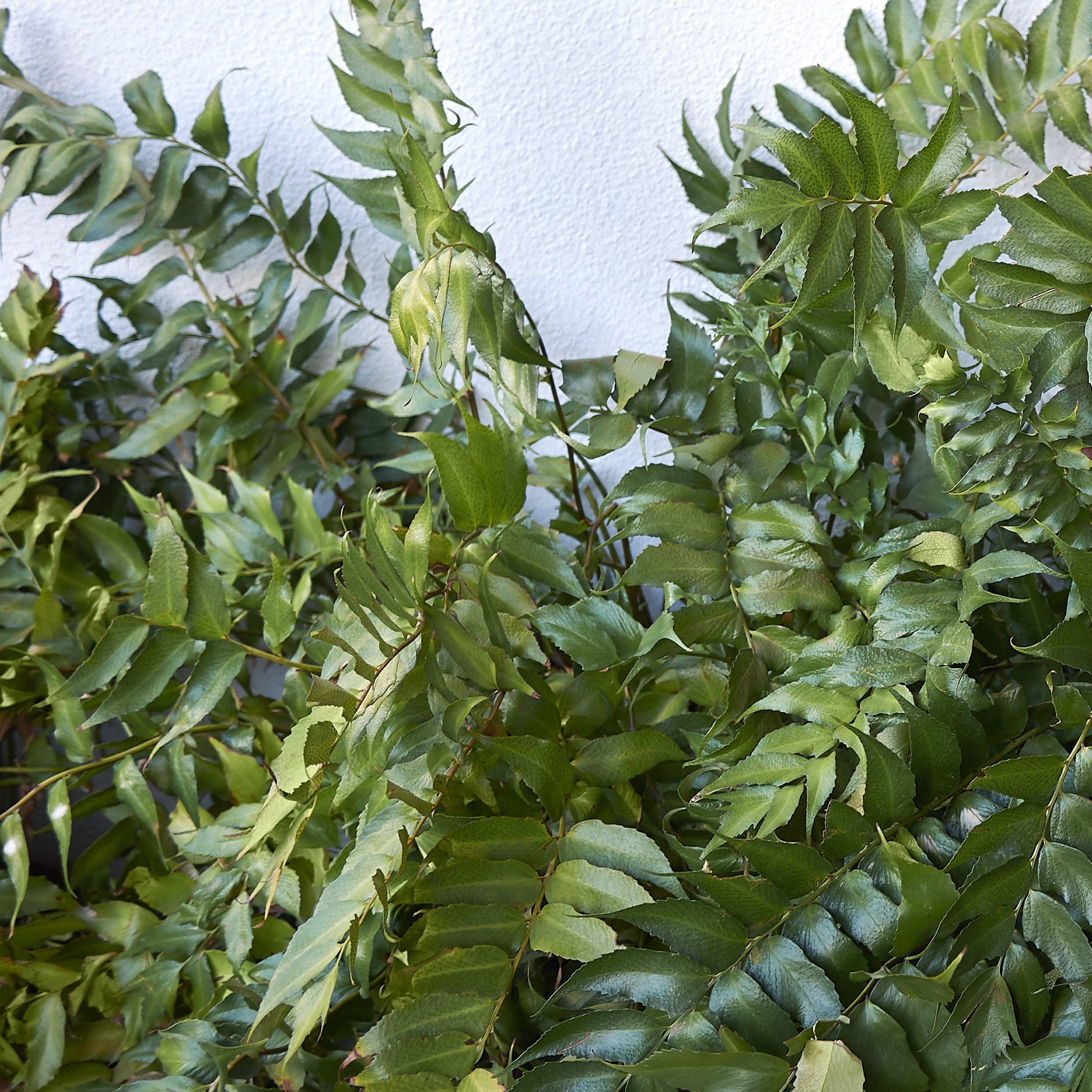 National Plant Network 1 gal. Holly Fern