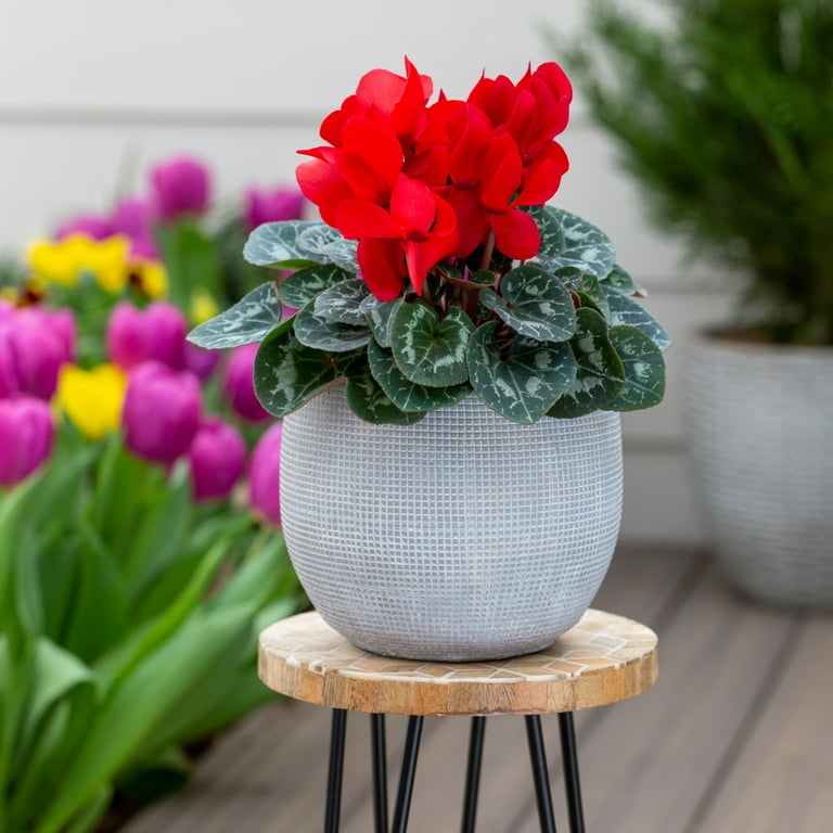 Better Homes & Gardens 1.5PT Red Cyclamen Live Annual Plant Sun 5