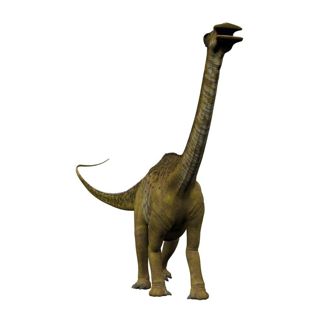 nigersaurus rex