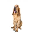 thumbnail image 2 of Front Bloodhound Sthubert or Wall Decal by Wallmonkeys Peel and Stick Graphic (24 in H x 16 in W) WM299315, 2 of 4