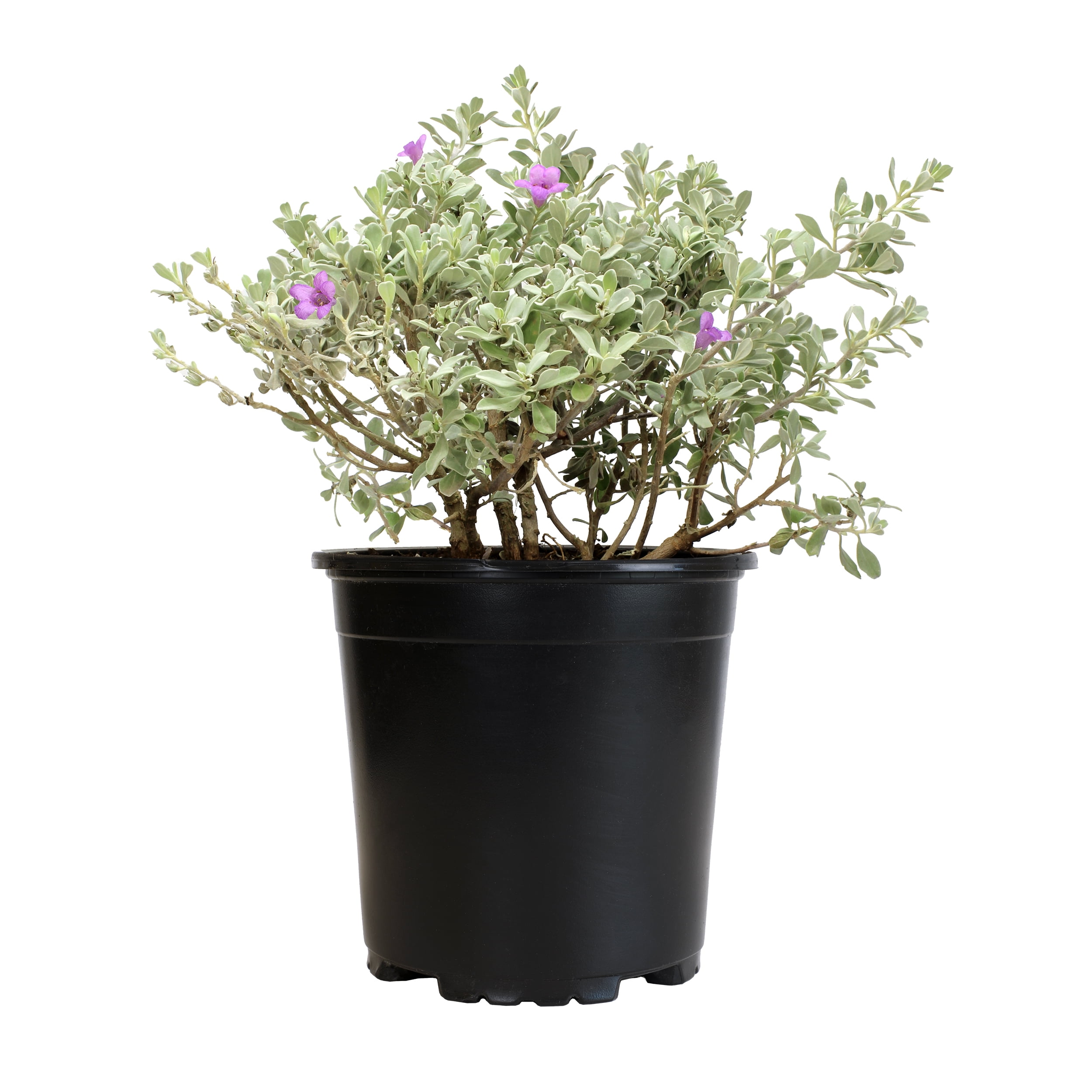 Altman Plants Pink silverado sage Live Plant Pot