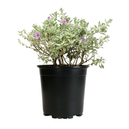 Altman Plants Pink silverado sage Live Plant Pot