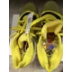 thumbnail image 5 of Adi - das Marquee Boost Low Basketball Shoe Yellow Purple Lakers - Size 11.5 (GUC), 5 of 6