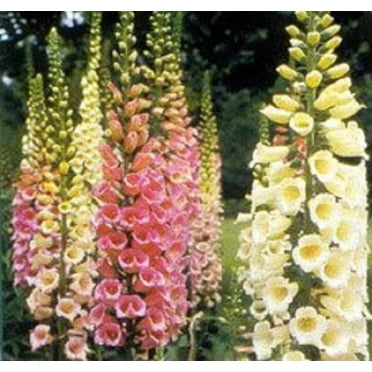 1000 DWARF FOXY MIX FOXGLOVE Digitalis Purpurea Flower Seeds