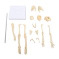 thumbnail image 2 of Human Skeleton Model, Articulated Joint Versatile Scientific Human Skeleton Model Removable Educational  Exquisite Details  for Collectible Display, 2 of 7