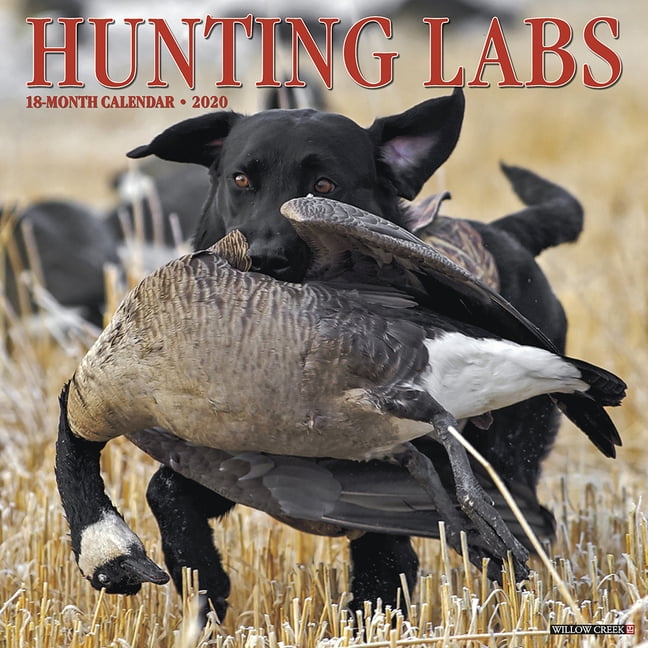 Hunting Labs 2020 Wall Calendar (Dog Breed Calendar) (Other)