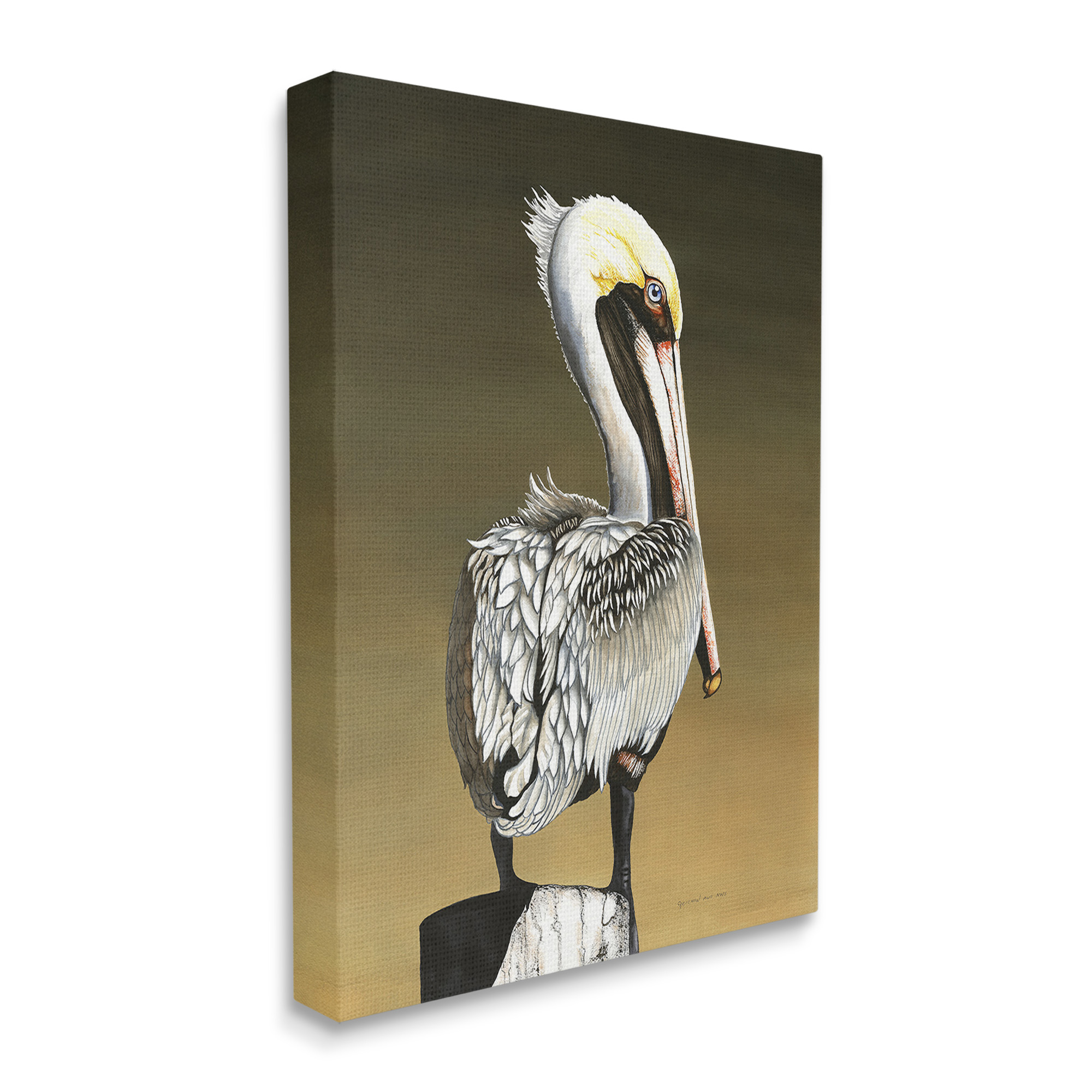 Stupell Industries Pelican with Intense Gaze Animals & Insects Painting Gallery Wrapped Canvas Art Print Wall Art, 16 x 20