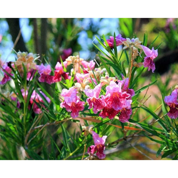 Desert Willow, Chilopsis linearis, Tree Seeds (Fast, Showy, Fragrant) (100)