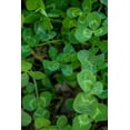 thumbnail image 3 of Evolved Habitats Harvest Throw And Gro, 5-Lbs., 3 of 4