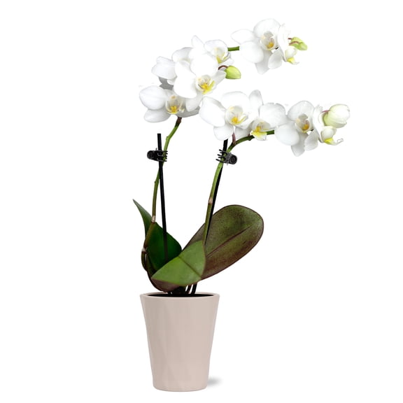 Just Add Ice Live Indoor Plant 6-10" Tall Mini White Orchid in 2.5" Decorative Clay Pot