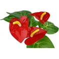 thumbnail image 2 of Komodo Anthurium, Artificial Plant, Green and Red, Aquarium Decor, 2 of 13