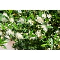 20 TRUE MYRTLE Myrtus Communis aka Common & Sweet Myrtle Fragrant White Flower Edible Blue Berry