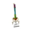 thumbnail image 3 of Modelo de de vertebral de la de estudio masculino Estatua de la de la médula espinal Modelo del esqueleto humano Flexible para la, 3 of 9