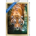 thumbnail image 2 of Tigre - Eau, 2 of 4