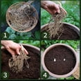 thumbnail image 4 of Cold Hardy Perennial - Colorful Hostas - Low Upkeep - Ideal for Gardening, Plant Hangers, 4 of 5