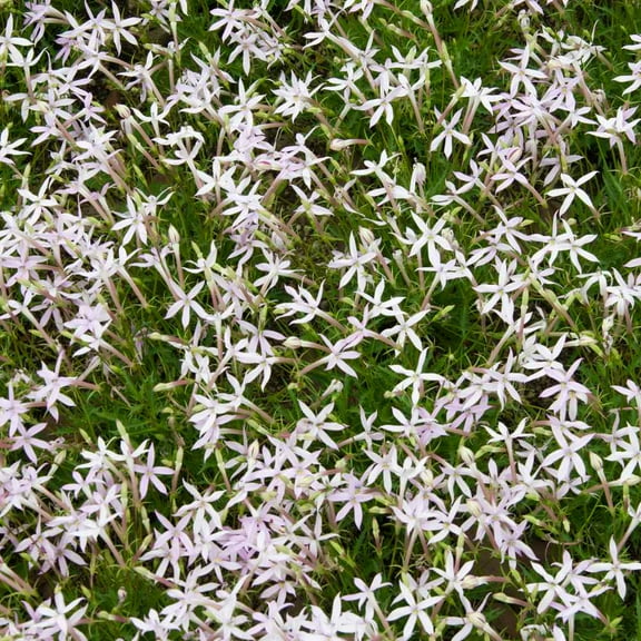 Outsidepride Laurentia White Star Flowers - 50 Seeds